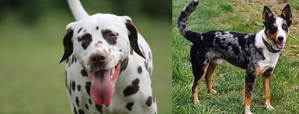 German Coolie vs Dalmatian - Breed Comparison