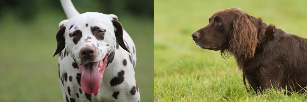 German Longhaired Pointer vs Dalmatian - Breed Comparison
