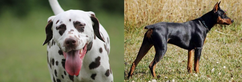 German Pinscher vs Dalmatian - Breed Comparison