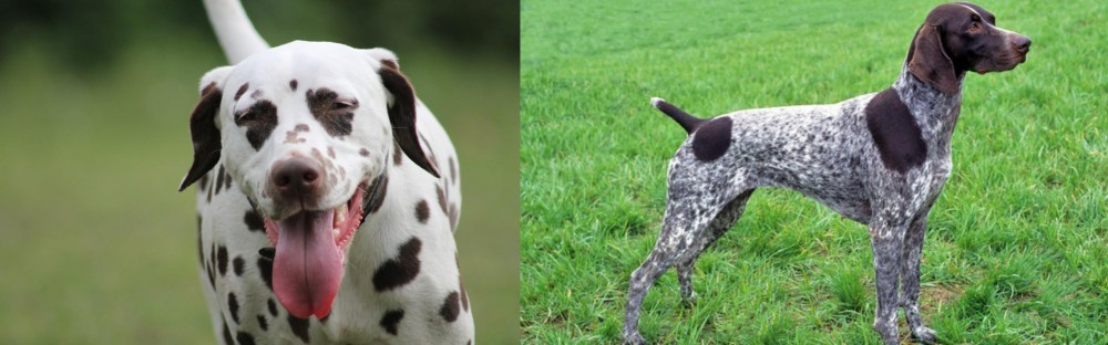 German Shorthaired Pointer vs Dalmatian - Breed Comparison