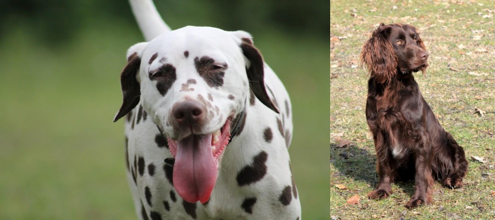 German Spaniel vs Dalmatian - Breed Comparison