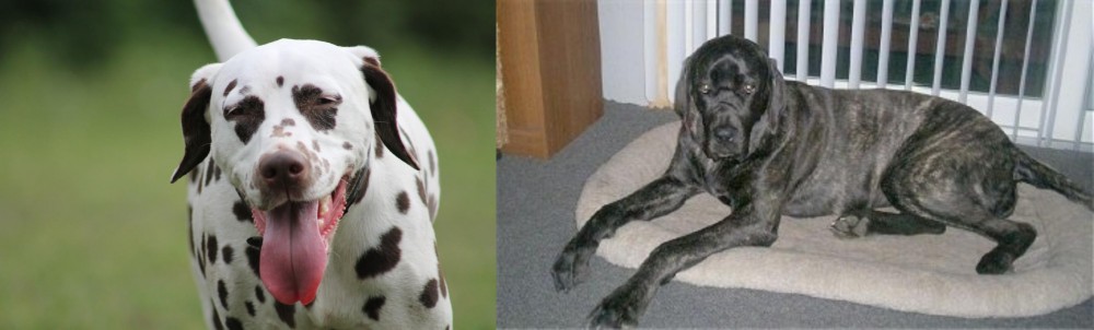 Giant Maso Mastiff vs Dalmatian - Breed Comparison