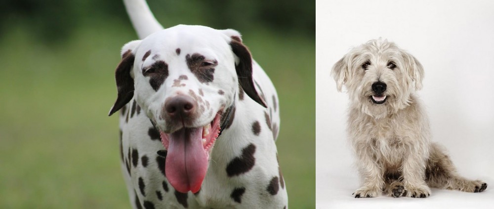 Glen of Imaal Terrier vs Dalmatian - Breed Comparison