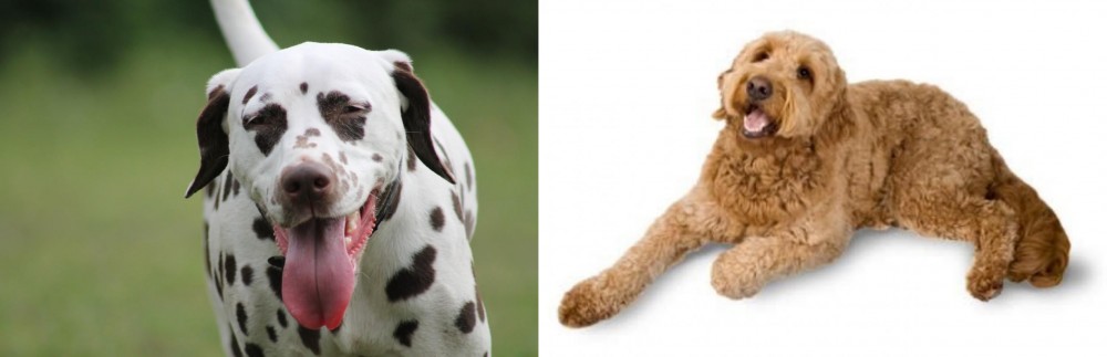 Golden Doodle vs Dalmatian - Breed Comparison