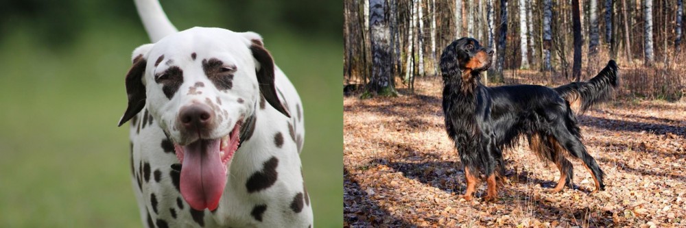 Gordon Setter vs Dalmatian - Breed Comparison
