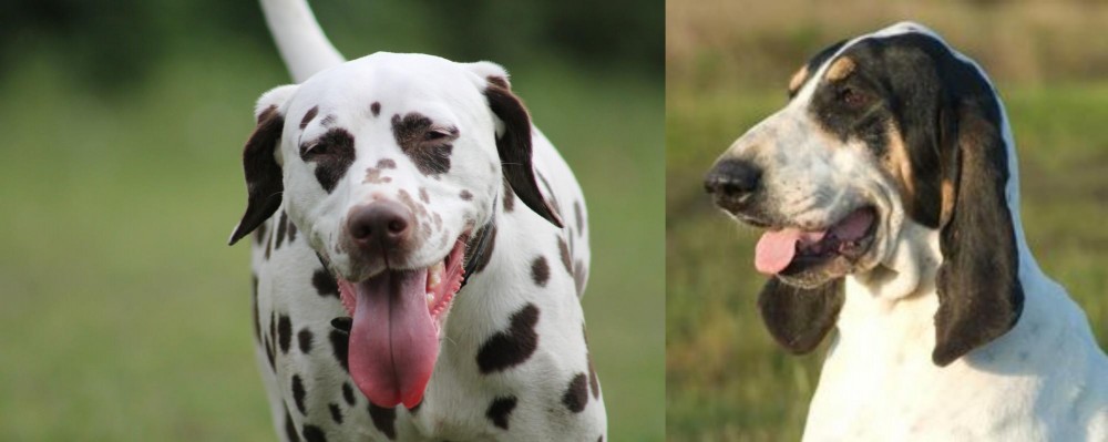Grand Gascon Saintongeois vs Dalmatian - Breed Comparison