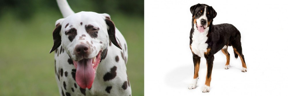 Greater Swiss Mountain Dog vs Dalmatian - Breed Comparison