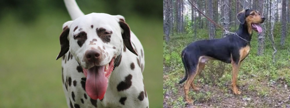 Greek Harehound vs Dalmatian - Breed Comparison