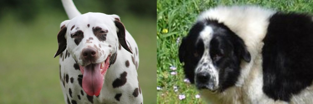Greek Sheepdog vs Dalmatian - Breed Comparison