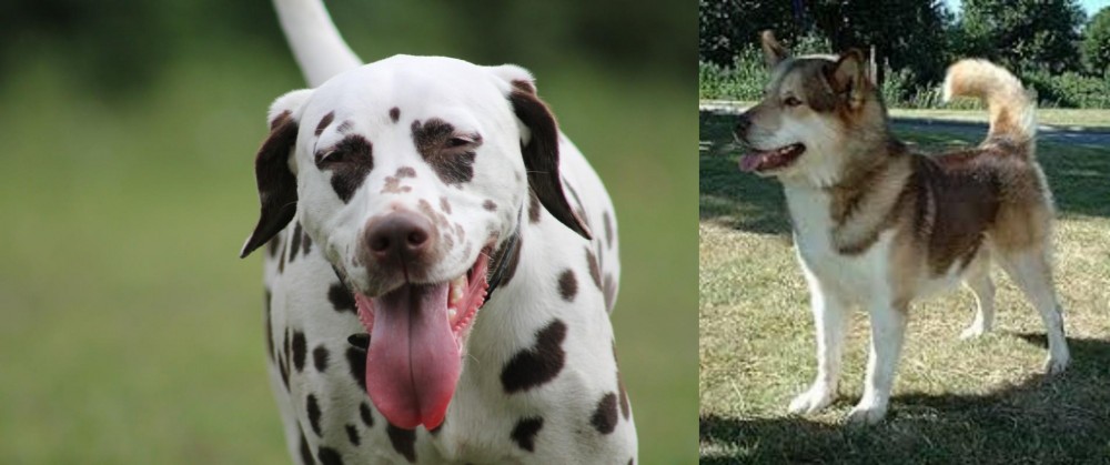 Greenland Dog vs Dalmatian - Breed Comparison