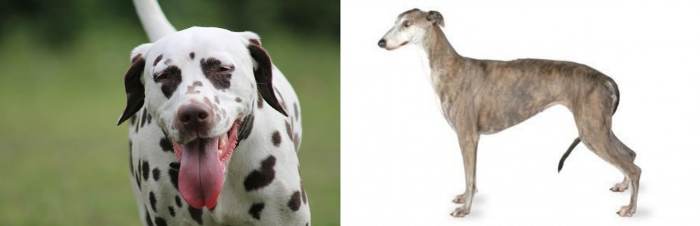 Greyhound vs Dalmatian - Breed Comparison