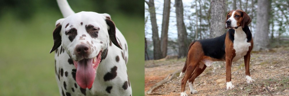 Hamiltonstovare vs Dalmatian - Breed Comparison