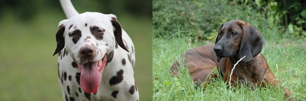 Hanover Hound vs Dalmatian - Breed Comparison