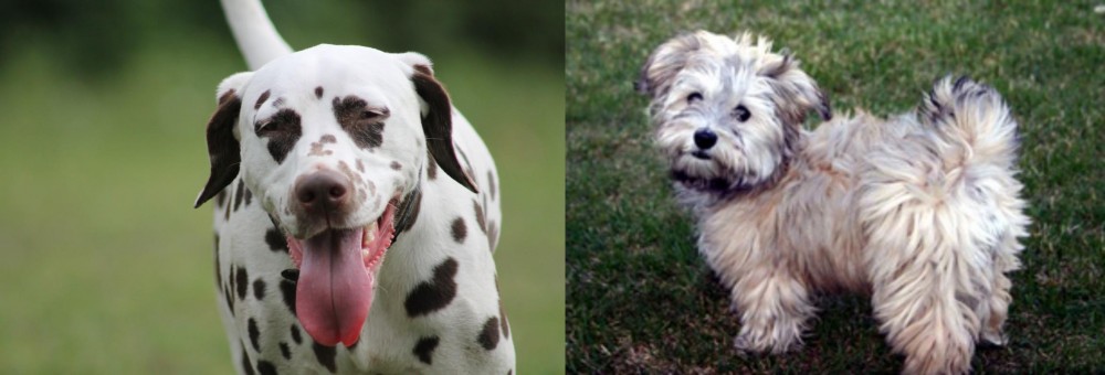 Havapoo vs Dalmatian - Breed Comparison