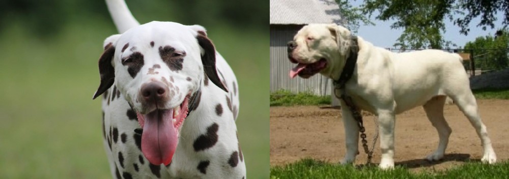Hermes Bulldogge vs Dalmatian - Breed Comparison
