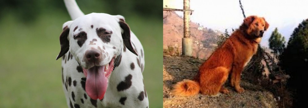 Himalayan Sheepdog vs Dalmatian - Breed Comparison