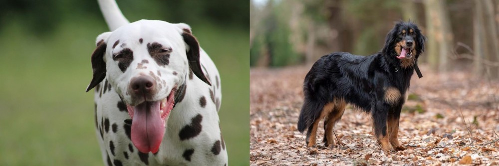 Hovawart vs Dalmatian - Breed Comparison