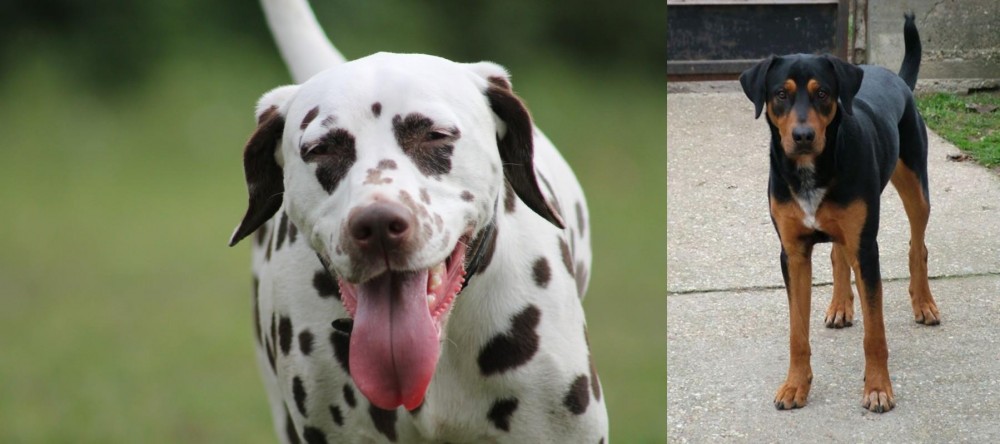 Hungarian Hound vs Dalmatian - Breed Comparison