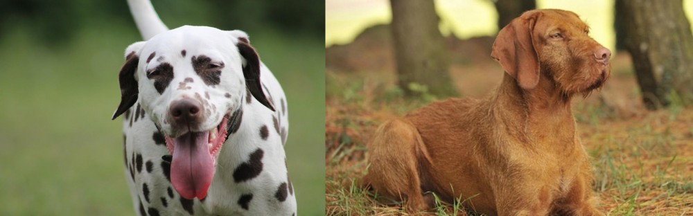 Hungarian Wirehaired Vizsla vs Dalmatian - Breed Comparison