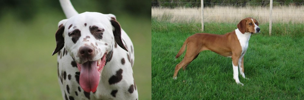 Hygenhund vs Dalmatian - Breed Comparison