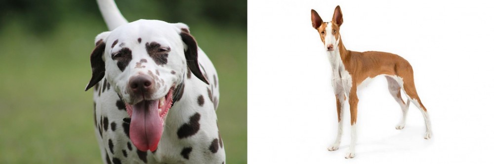 Ibizan Hound vs Dalmatian - Breed Comparison