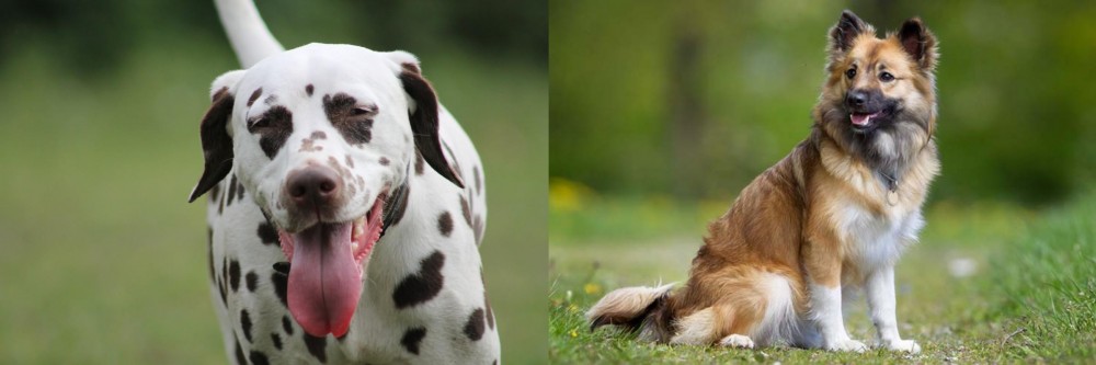 Icelandic Sheepdog vs Dalmatian - Breed Comparison