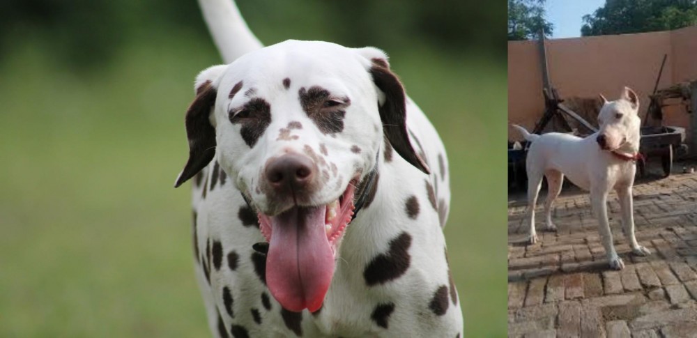 Indian Bull Terrier vs Dalmatian - Breed Comparison