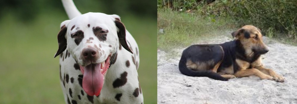 Indian Pariah Dog vs Dalmatian - Breed Comparison