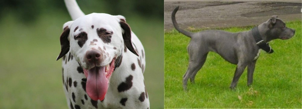 Irish Bull Terrier vs Dalmatian - Breed Comparison