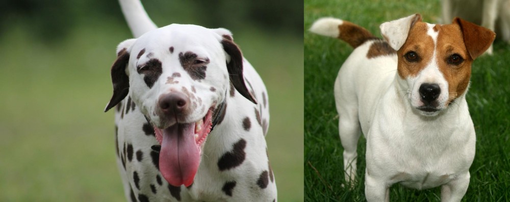Irish Jack Russell vs Dalmatian - Breed Comparison