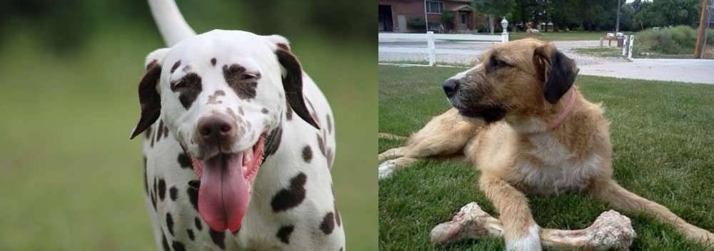 Irish Mastiff Hound vs Dalmatian - Breed Comparison