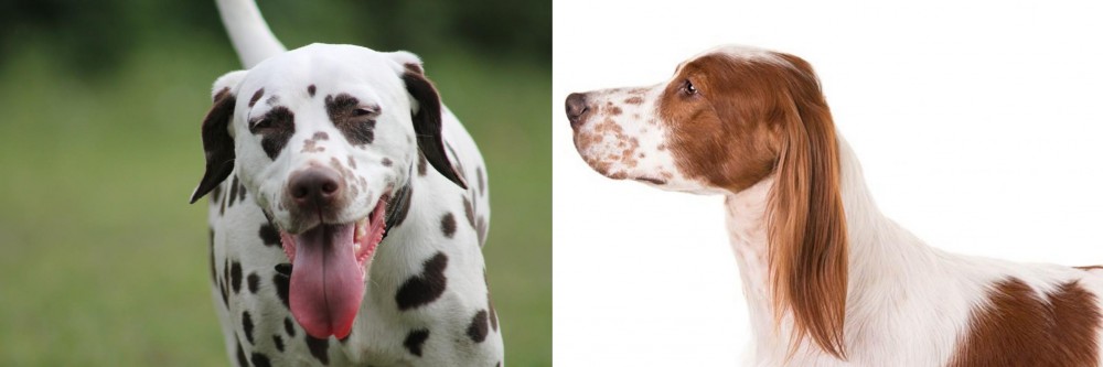 Irish Red and White Setter vs Dalmatian - Breed Comparison