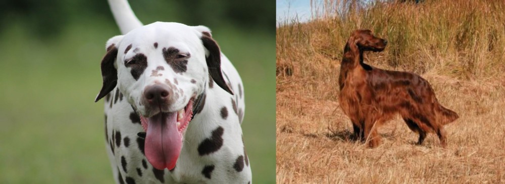 Irish Setter vs Dalmatian - Breed Comparison