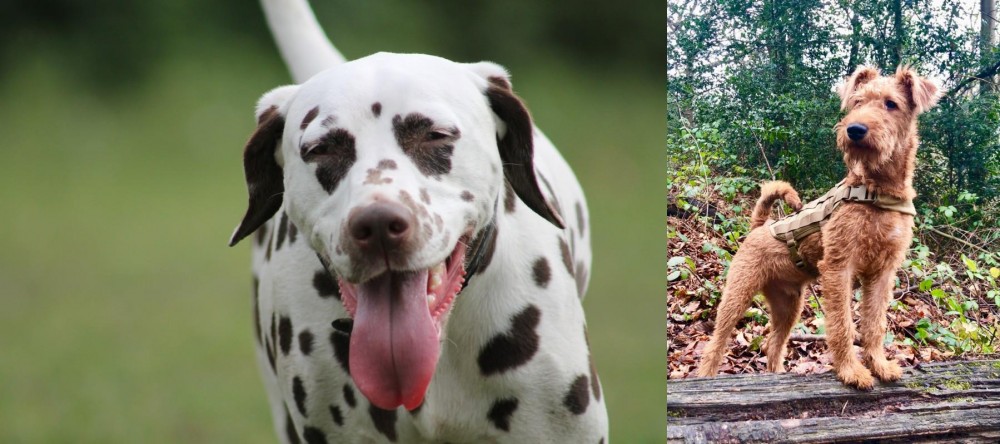 Irish Terrier vs Dalmatian - Breed Comparison