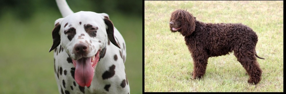 Irish Water Spaniel vs Dalmatian - Breed Comparison