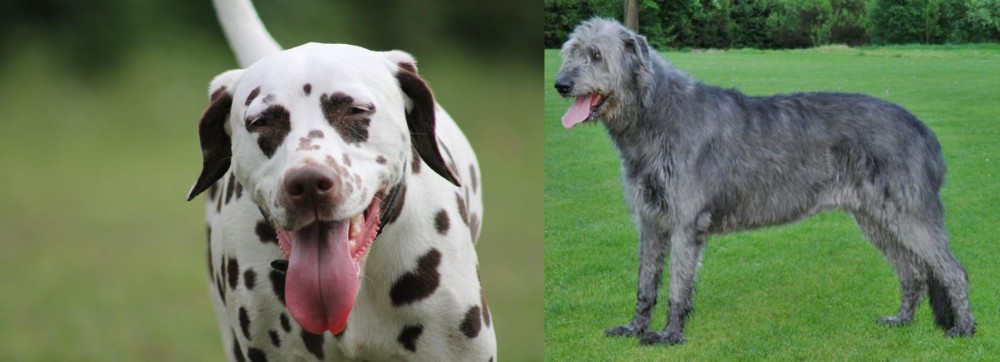 Irish Wolfhound vs Dalmatian - Breed Comparison