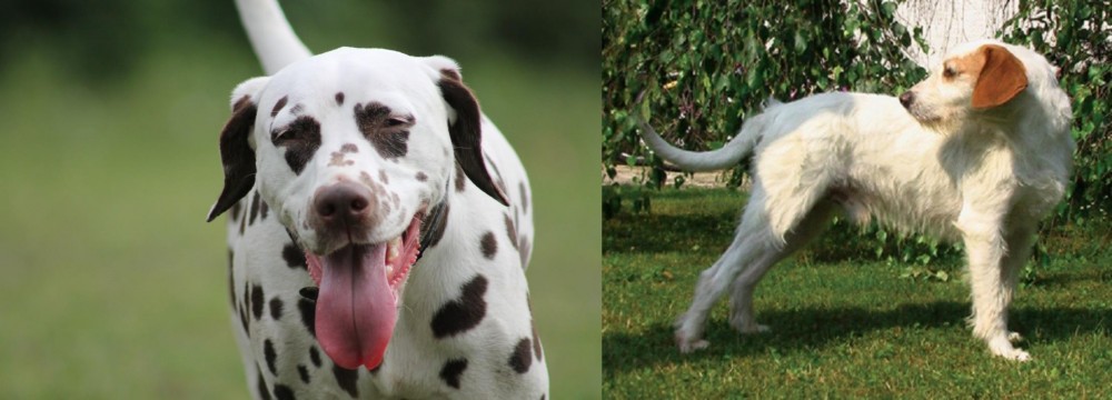 Istarski Ostrodlaki Gonic vs Dalmatian - Breed Comparison
