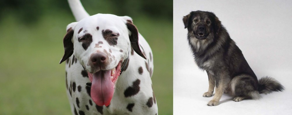 Istrian Sheepdog vs Dalmatian - Breed Comparison