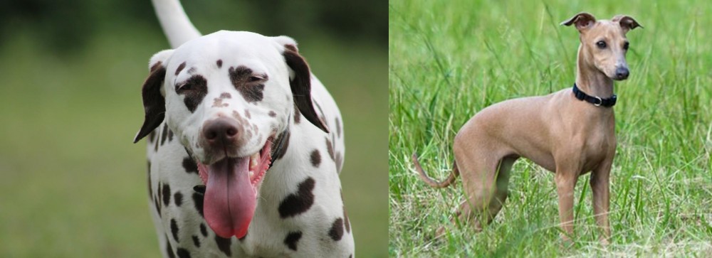 Italian Greyhound vs Dalmatian - Breed Comparison