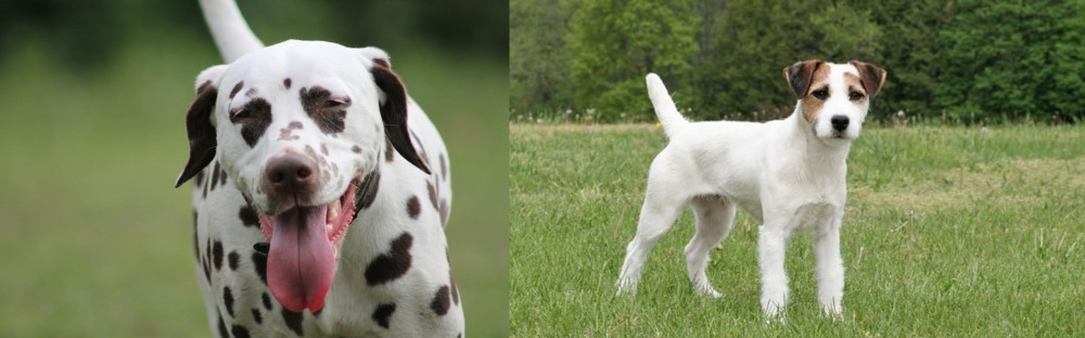 Jack Russell Terrier vs Dalmatian - Breed Comparison