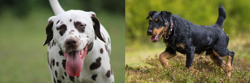 Jagdterrier vs Dalmatian - Breed Comparison