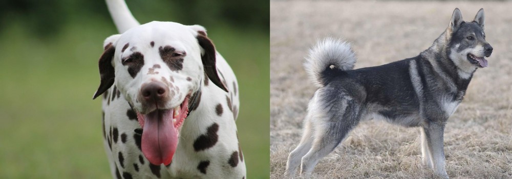 Jamthund vs Dalmatian - Breed Comparison