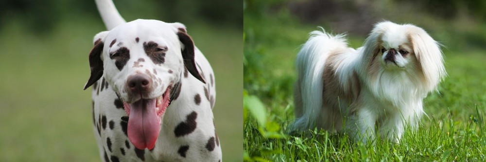 Japanese Chin vs Dalmatian - Breed Comparison