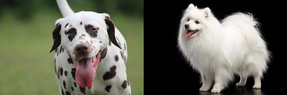 Japanese Spitz vs Dalmatian - Breed Comparison
