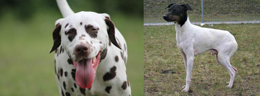 Japanese Terrier vs Dalmatian - Breed Comparison