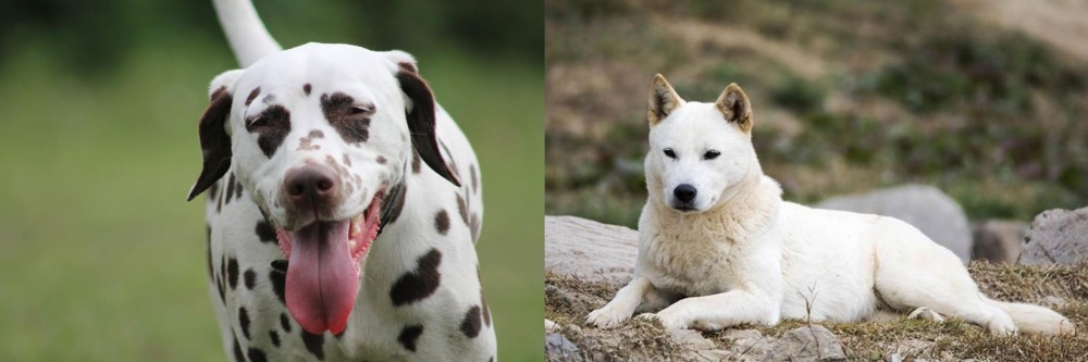 Jindo vs Dalmatian - Breed Comparison