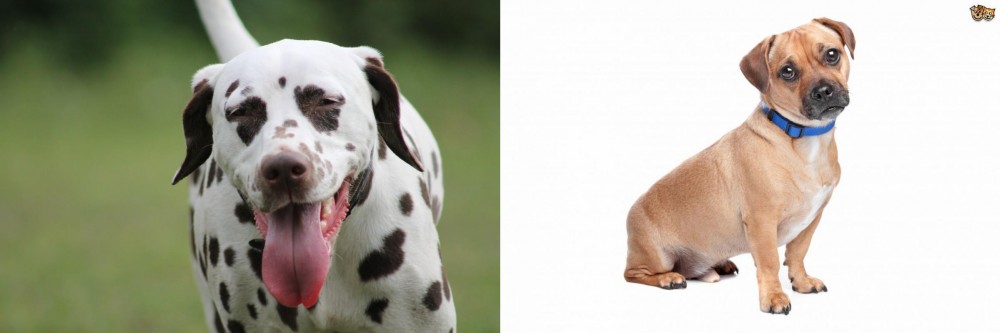 Jug vs Dalmatian - Breed Comparison