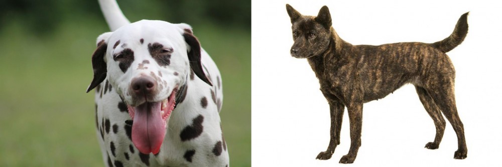 Kai Ken vs Dalmatian - Breed Comparison