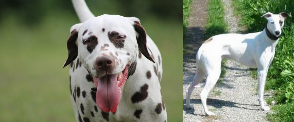 Kaikadi vs Dalmatian - Breed Comparison