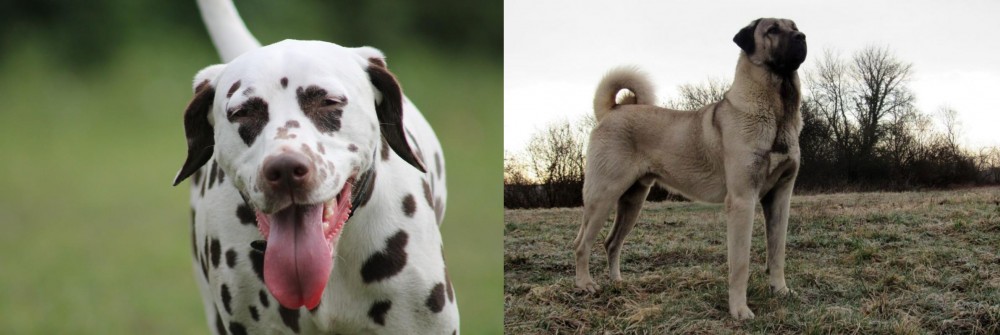 Kangal Dog vs Dalmatian - Breed Comparison